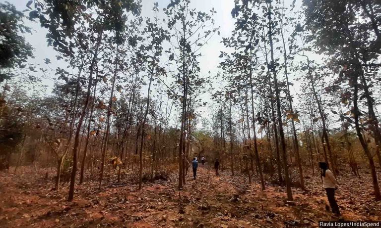 Defenders Of The Forest: How Forest Dwelling-Communities Of Gondia Are Regenerating Forests